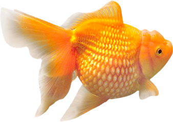 Poisson rouge2qsahg