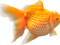 Poisson rouge2qsahg